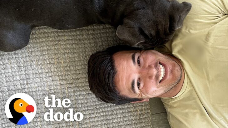 NFL Player Ryan Kerrigan Can’t Stop Rescuing Tiny Bulldogs | The Dodo Teammates